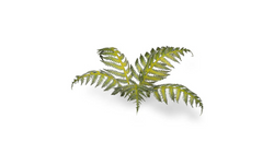 GamerGrass Bracken