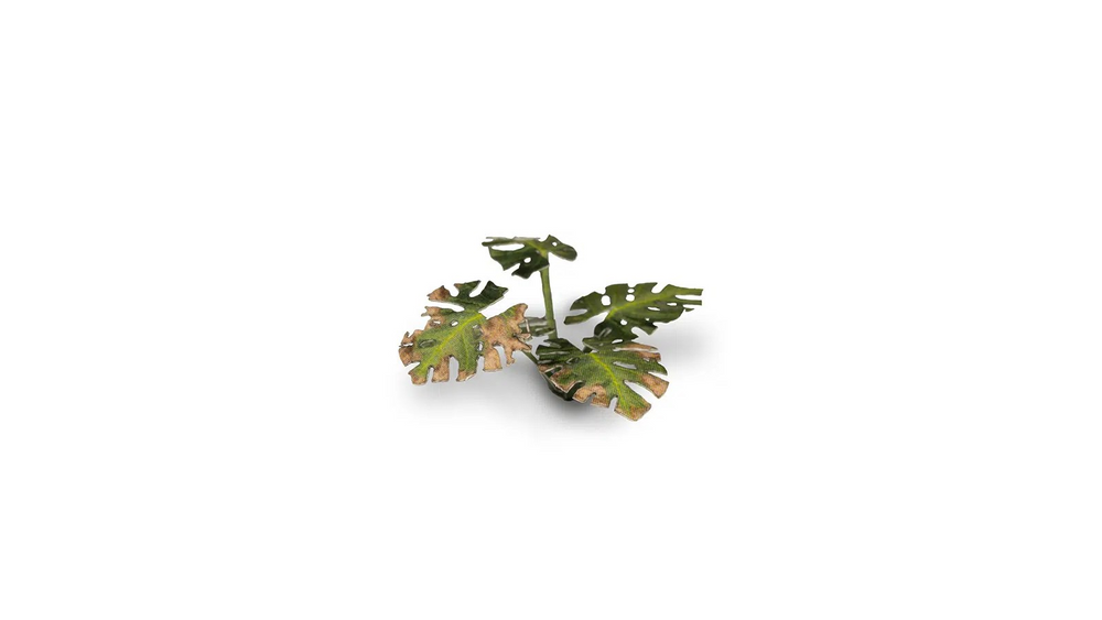 GamerGrass Monstera